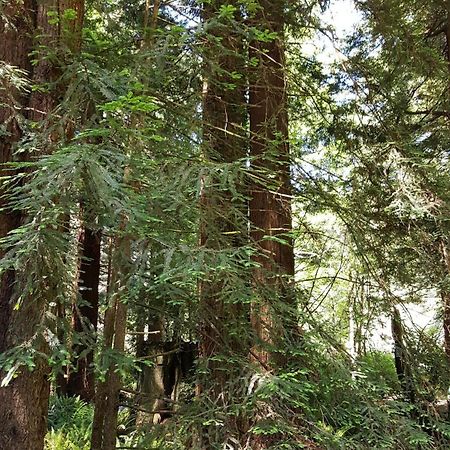 翡翠森林山林小屋 特立尼达 客房 照片