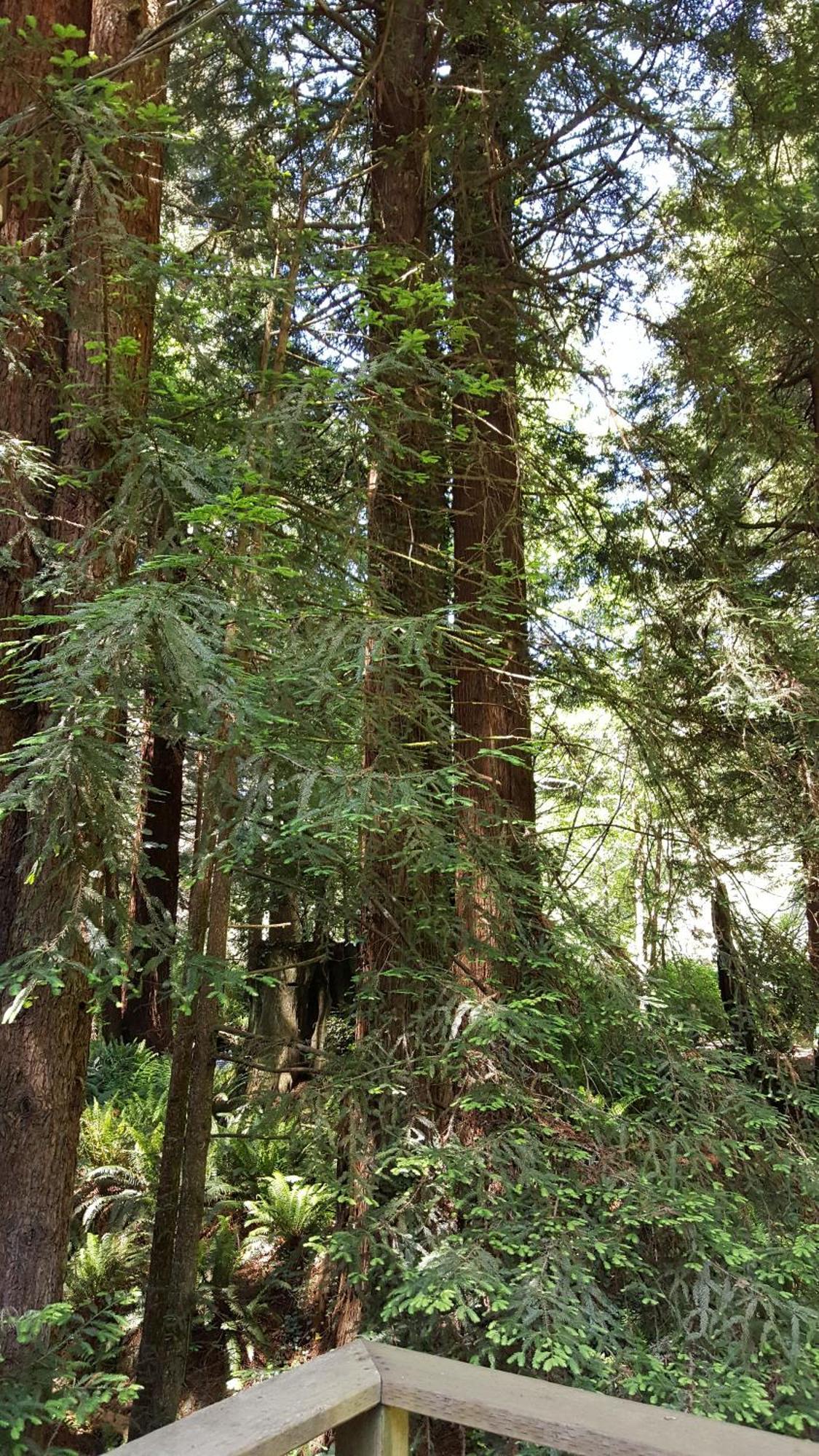 翡翠森林山林小屋 特立尼达 客房 照片