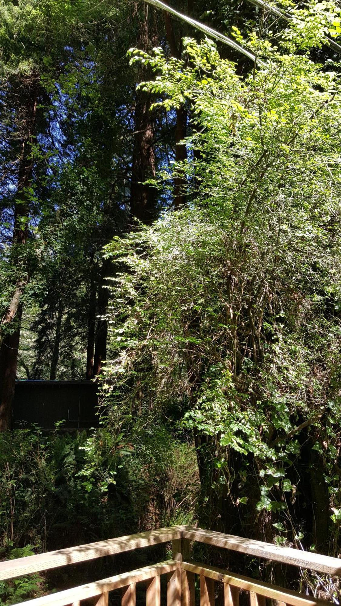 翡翠森林山林小屋 特立尼达 客房 照片